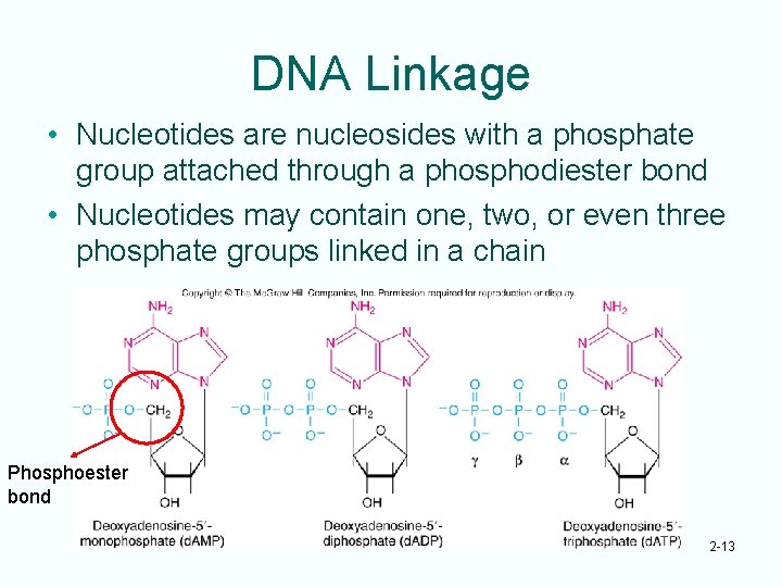 DNA Linkage • Nucleotides are nucleosides with a phosphate group attached through a phosphodiester