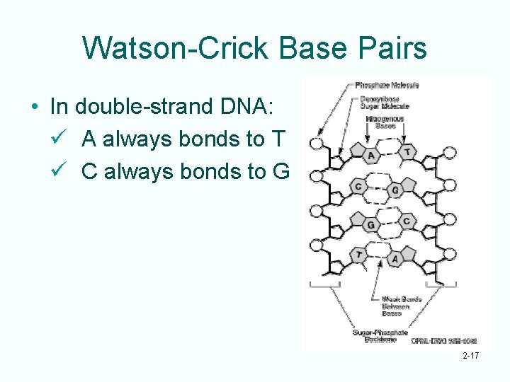Watson-Crick Base Pairs • In double-strand DNA: ü A always bonds to T ü