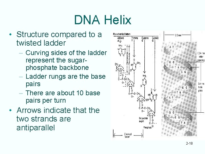 DNA Helix • Structure compared to a twisted ladder – Curving sides of the