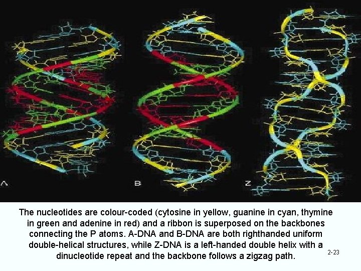 The nucleotides are colour-coded (cytosine in yellow, guanine in cyan, thymine in green and