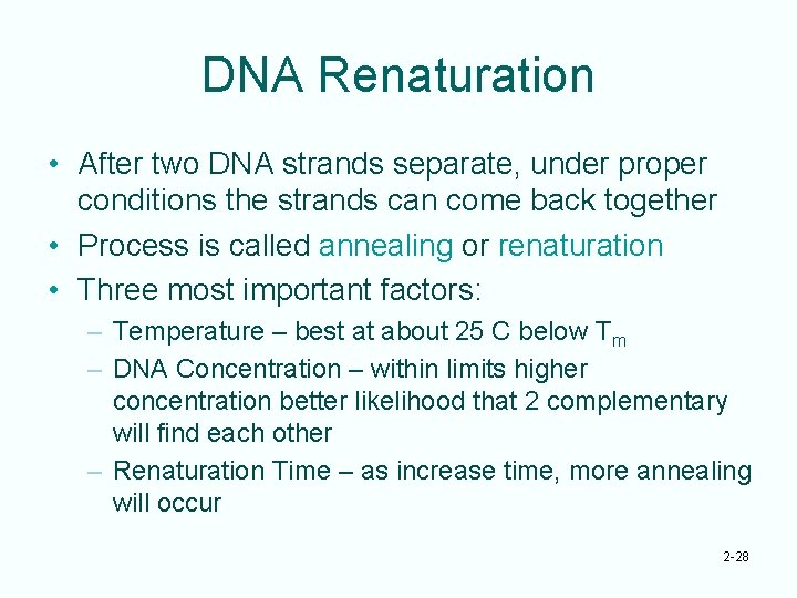 DNA Renaturation • After two DNA strands separate, under proper conditions the strands can