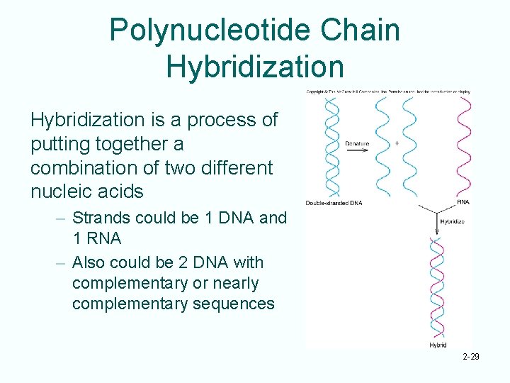 Polynucleotide Chain Hybridization is a process of putting together a combination of two different