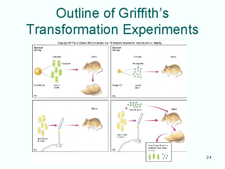 Outline of Griffith’s Transformation Experiments 2 -4 