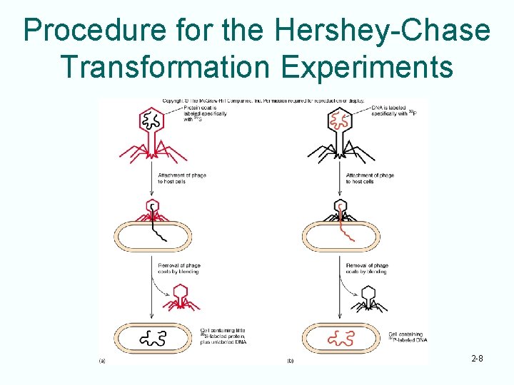 Procedure for the Hershey-Chase Transformation Experiments 2 -8 