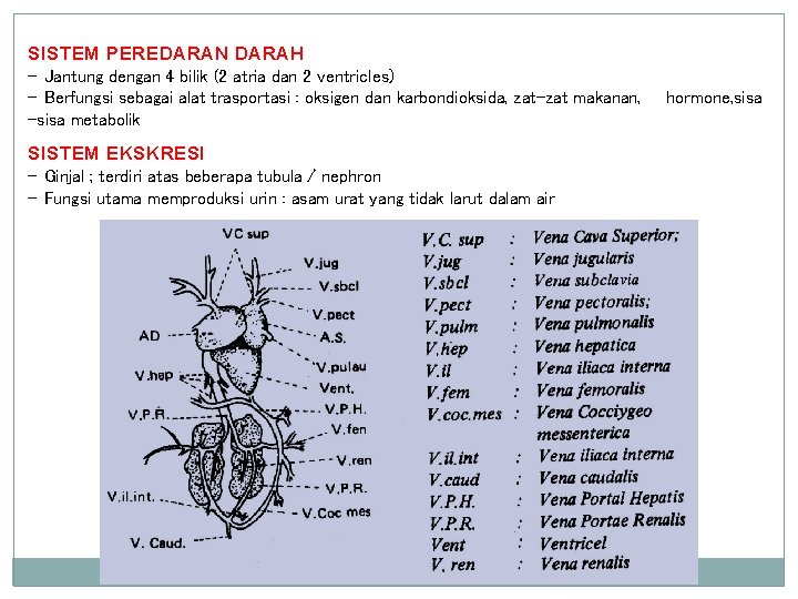 SISTEM PEREDARAN DARAH - Jantung dengan 4 bilik (2 atria dan 2 ventricles) -