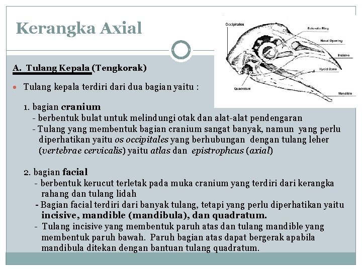 Kerangka Axial A. Tulang Kepala (Tengkorak) · Tulang kepala terdiri dari dua bagian yaitu