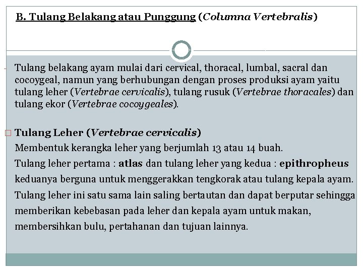 B. Tulang Belakang atau Punggung (Columna Vertebralis) - Tulang belakang ayam mulai dari cervical,