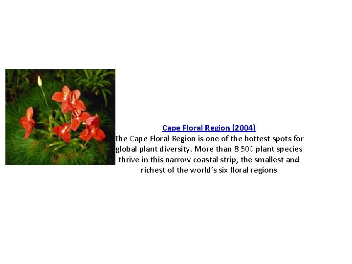 Cape Floral Region (2004) The Cape Floral Region is one of the hottest spots