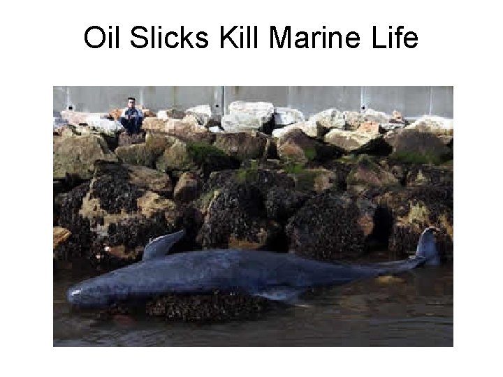 Oil Slicks Kill Marine Life 