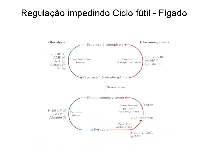 Regulação impedindo Ciclo fútil - Fígado 