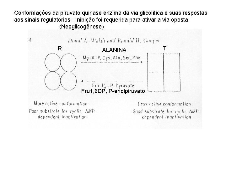 Conformações da piruvato quinase enzima da via glicolítica e suas respostas aos sinais regulatórios