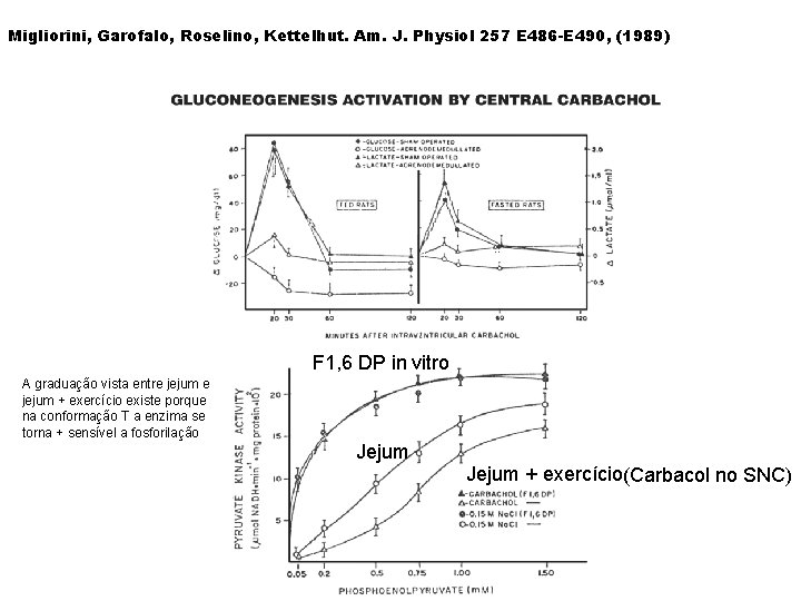 Migliorini, Garofalo, Roselino, Kettelhut. Am. J. Physiol 257 E 486 -E 490, (1989) F