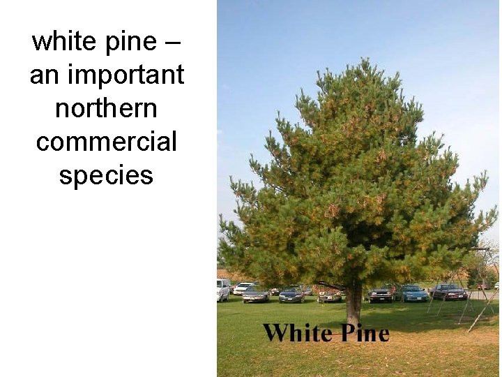 white pine – an important northern commercial species 