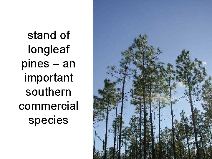 stand of longleaf pines – an important southern commercial species 