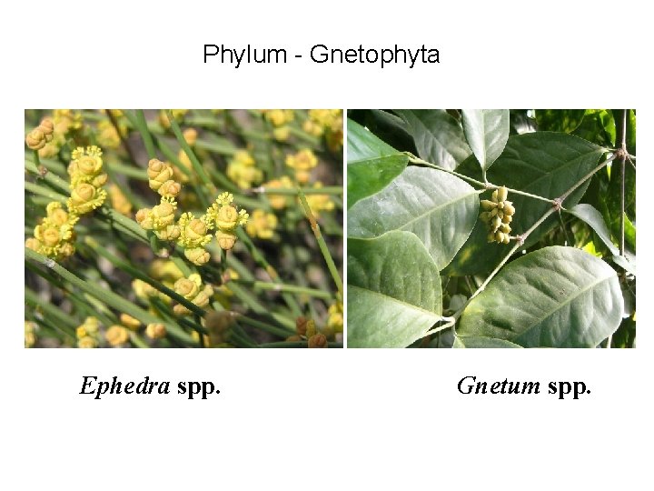 Phylum - Gnetophyta Ephedra spp. Gnetum spp. 