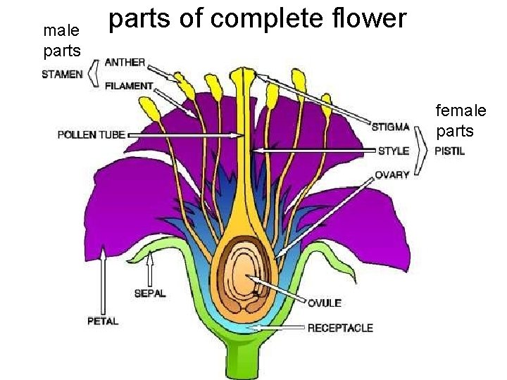male parts of complete flower female parts 