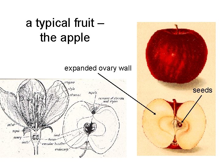 a typical fruit – the apple expanded ovary wall seeds 