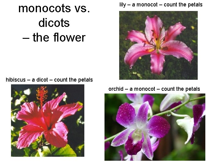 monocots vs. dicots – the flower lily – a monocot – count the petals