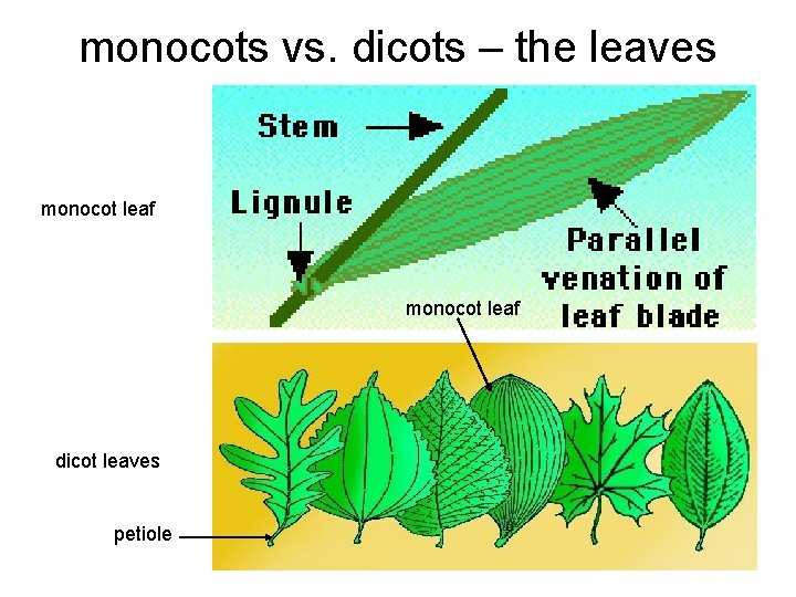 monocots vs. dicots – the leaves monocot leaf dicot leaves petiole 