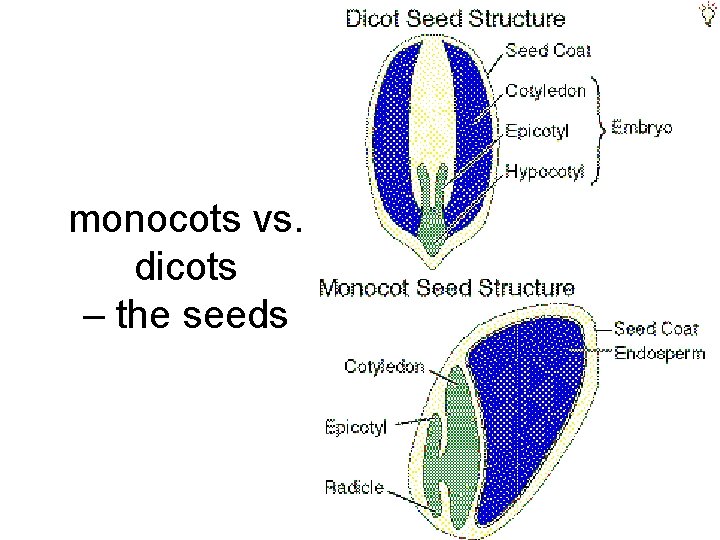 monocots vs. dicots – the seeds 