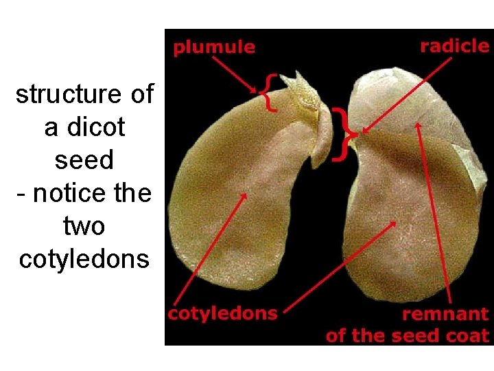 structure of a dicot seed - notice the two cotyledons 