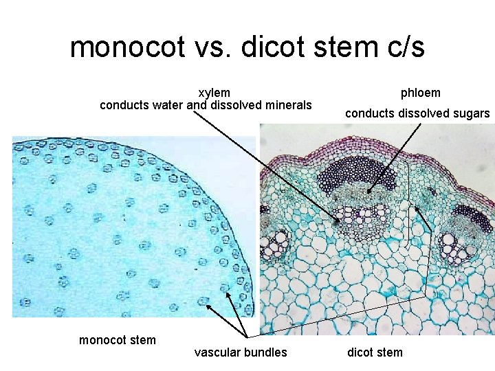 monocot vs. dicot stem c/s xylem conducts water and dissolved minerals monocot stem vascular