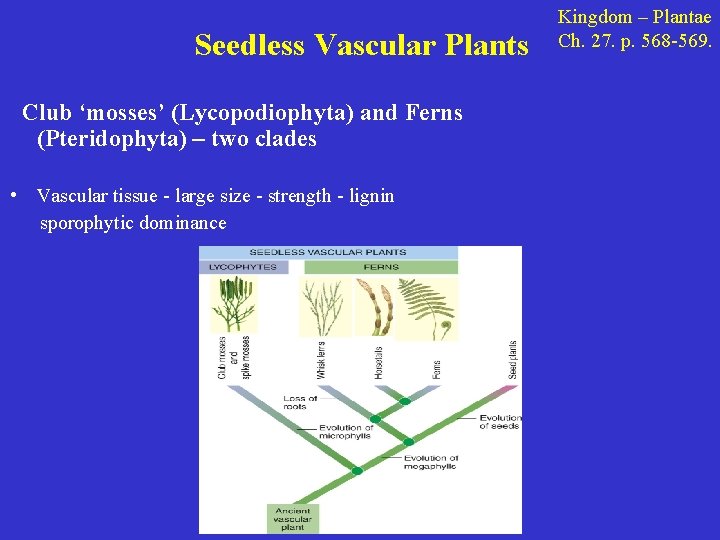 Seedless Vascular Plants Club ‘mosses’ (Lycopodiophyta) and Ferns (Pteridophyta) – two clades • Vascular