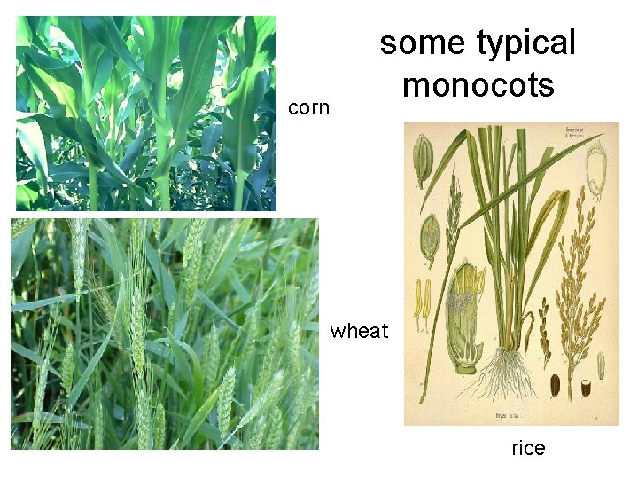 corn some typical monocots wheat rice 