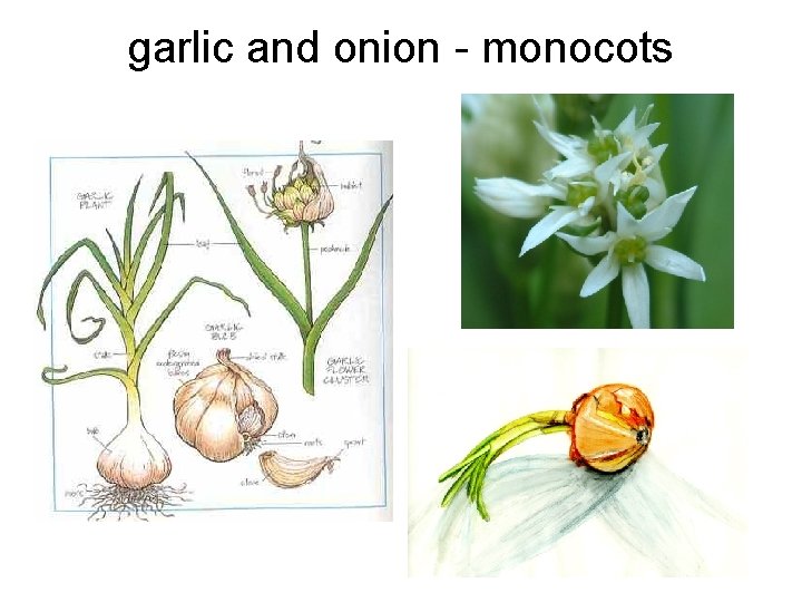 garlic and onion - monocots 