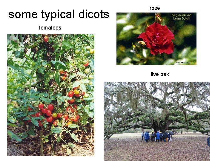 some typical dicots rose tomatoes live oak 