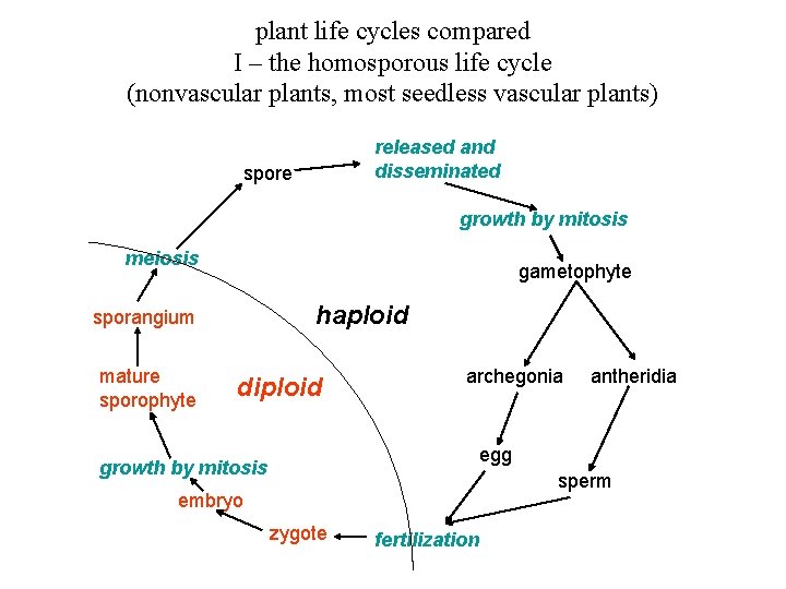 plant life cycles compared I – the homosporous life cycle (nonvascular plants, most seedless