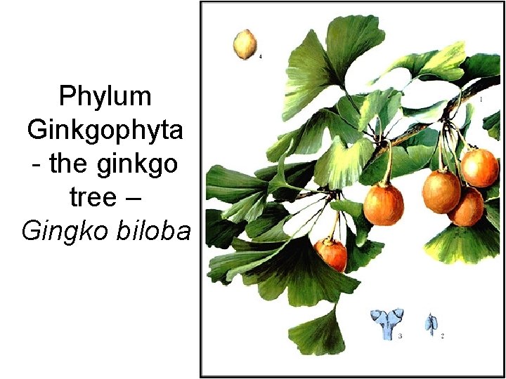 Phylum Ginkgophyta - the ginkgo tree – Gingko biloba 