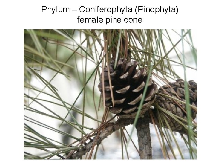 Phylum – Coniferophyta (Pinophyta) female pine cone 