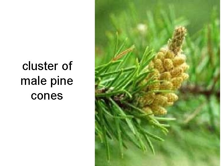 cluster of male pine cones 