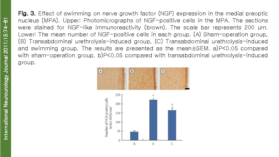 International Neurourology Journal 2011; 15: 74 -81 Fig. 3. Effect of swimming on nerve