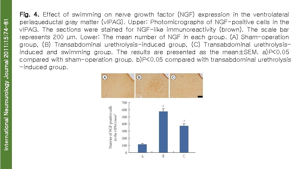 International Neurourology Journal 2011; 15: 74 -81 Fig. 4. Effect of swimming on nerve