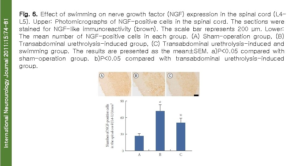 International Neurourology Journal 2011; 15: 74 -81 Fig. 6. Effect of swimming on nerve