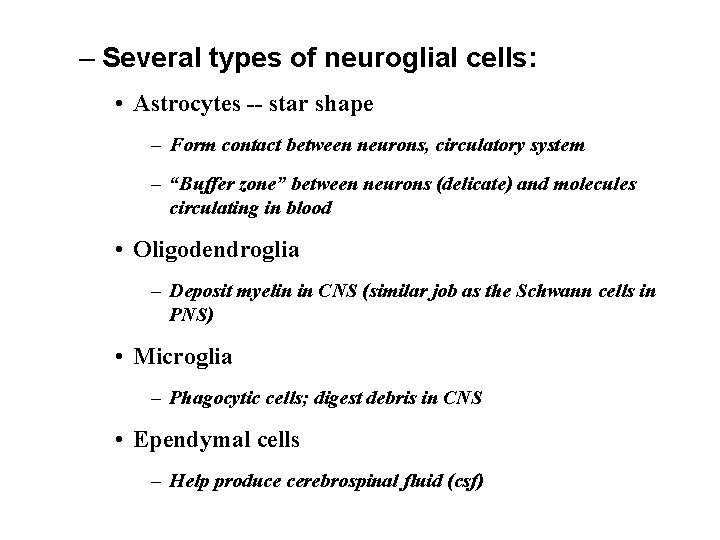 – Several types of neuroglial cells: • Astrocytes -- star shape – Form contact