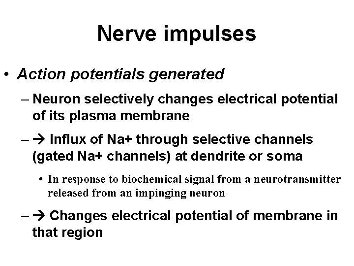 Nerve impulses • Action potentials generated – Neuron selectively changes electrical potential of its