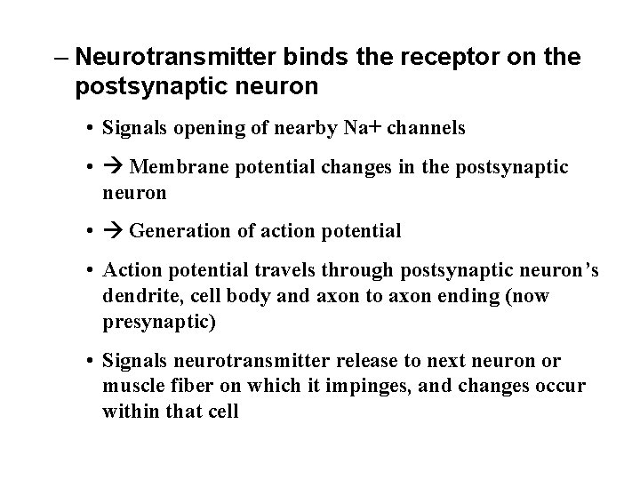 – Neurotransmitter binds the receptor on the postsynaptic neuron • Signals opening of nearby