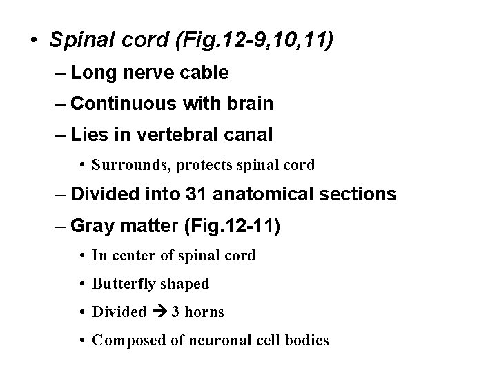  • Spinal cord (Fig. 12 -9, 10, 11) – Long nerve cable –