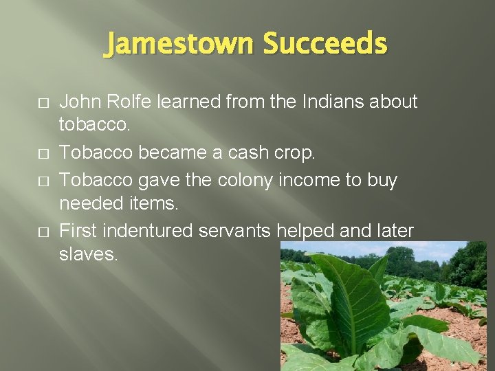 Jamestown Succeeds � � John Rolfe learned from the Indians about tobacco. Tobacco became