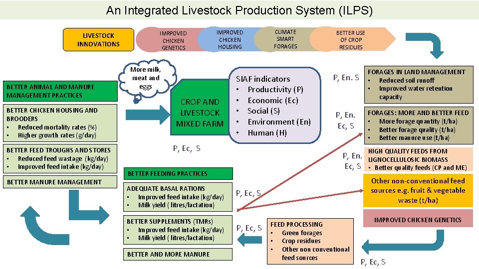 An Integrated Livestock Production System (ILPS) LIVESTOCK INNOVATIONS BETTER ANIMAL AND MANURE MANAGEMENT PRACTICES