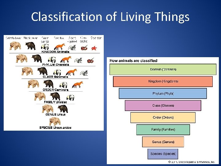 Classification of Living Things 