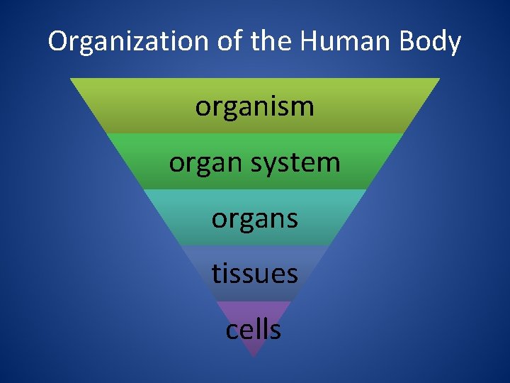 Organization of the Human Body organism organ system organs tissues cells 