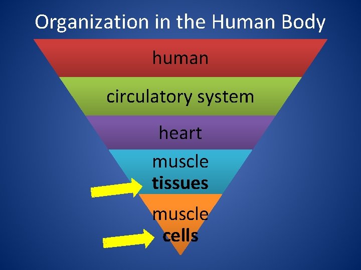 Organization in the Human Body human circulatory system heart muscle tissues muscle cells 