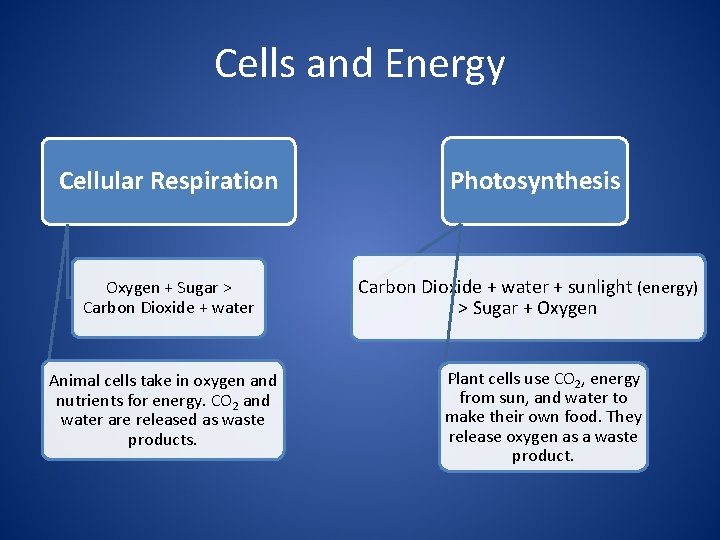 Cells and Energy Cellular Respiration Oxygen + Sugar > Carbon Dioxide + water Animal