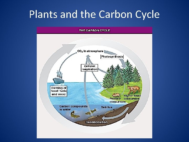 Plants and the Carbon Cycle 