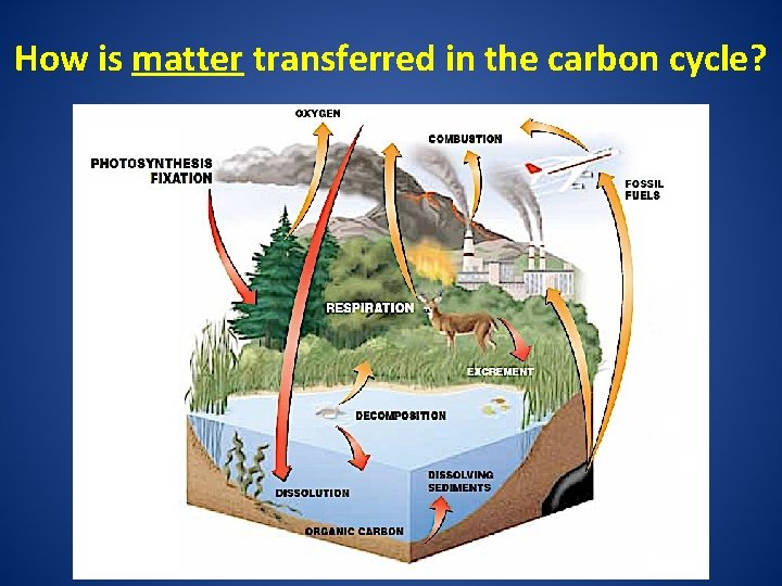 How is matter transferred in the carbon cycle? 