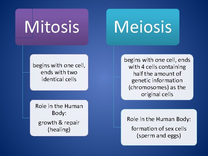 Mitosis begins with one cell, ends with two identical cells Role in the Human